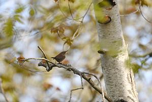 Wren, House, 2025-05087655 Parker River NWR, MA